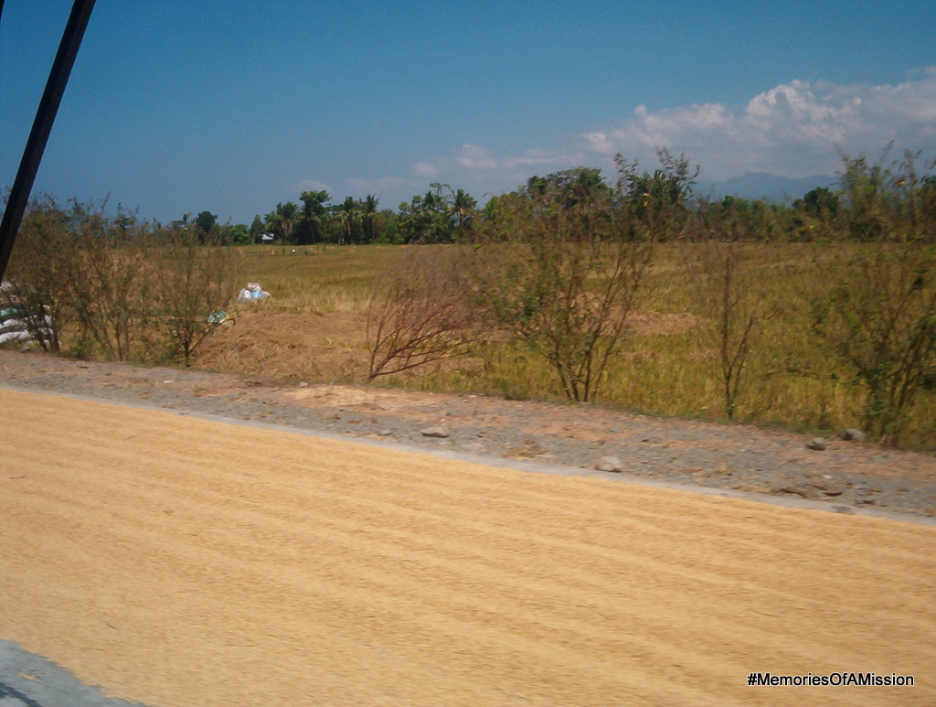 "Kakabilat na palay" -- Rice spread on the road to dry. This is before it's shucked.